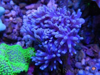 Cespitularia sp blue M