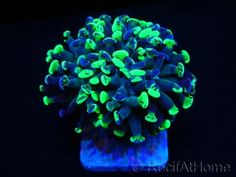 Euphyllia Paraancora bicolor s