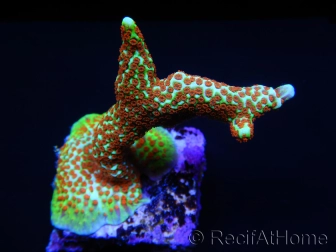 Montipora Fireforest rouge squelette vert métal Taille S