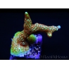 Montipora Fireforest rouge squelette vert métal Taille S