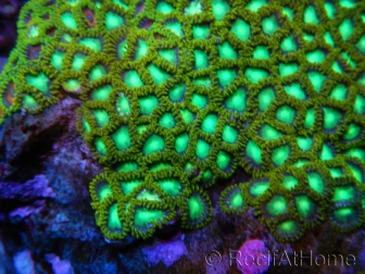 Green Lantern Zoanthus + de 8 polypes