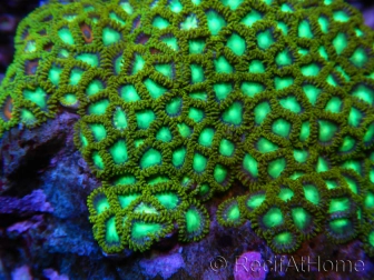 Green Lantern Zoanthus + de 8 polypes