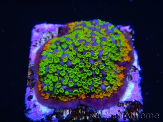 Montipora Rainbow Margin S