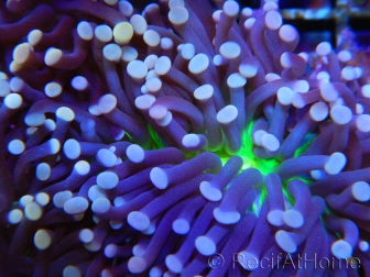 Euphyllia glabrescens Ultra coeur vert