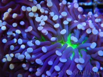 Euphyllia glabrescens Ultra coeur vert