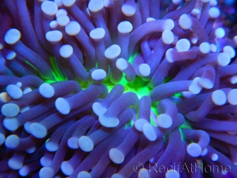 Euphyllia glabrescens Ultra coeur vert