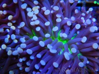 Euphyllia glabrescens Ultra coeur vert