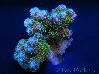 Pocillopora vert pointes roses