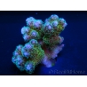 Pocillopora vert pointes roses