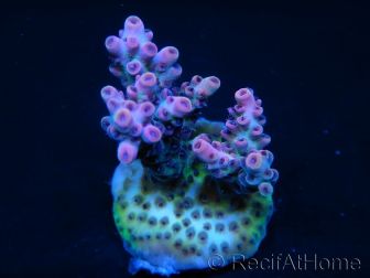 Acropora hyacintus red planet 