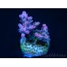 Acropora hyacintus red planet 