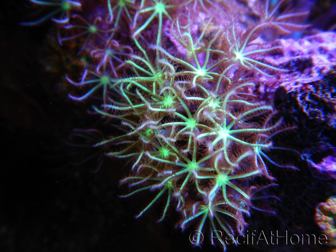 12 Multicolor Aquarium Bulle sous-marine Lumière sous-marine Nuit
