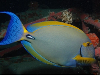 Acanthurus dussumieri