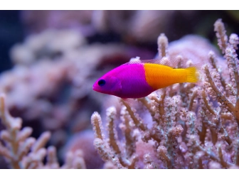 Pictichromis paccagnellae (ex : Pseudochromis paccagnellae) 