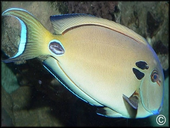 Acanthurus tennenti