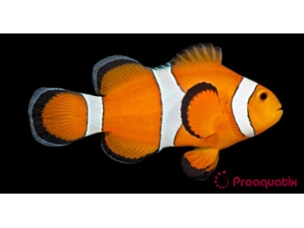 Amphiprion ocellaris - Sm Elevage USA PROAQUATIX