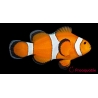 Amphiprion ocellaris - Sm Elevage USA PROAQUATIX