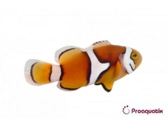 Amphiprion Percula - Sm Elevage USA PROAQUATIX