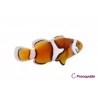 Amphiprion Percula - Sm Elevage USA PROAQUATIX