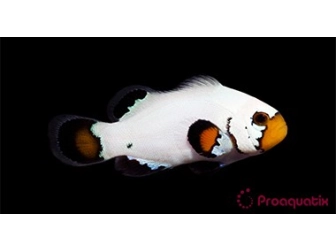 Amphiprion Sp Flurry Elevage USA PROAQUATIX