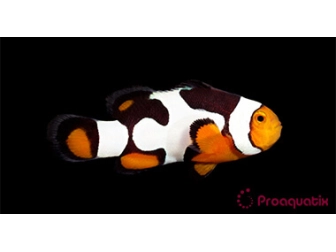 Amphiprion Onyx Picasso SM Elevage USA PROAQUATIX