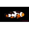 Amphiprion Onyx Picasso SM Elevage USA PROAQUATIX