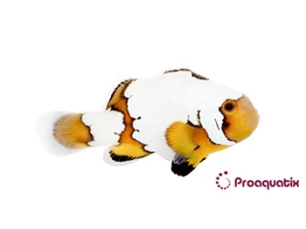 Amphiprion Prem. Snowflake Elevage USA PROAQUATIX