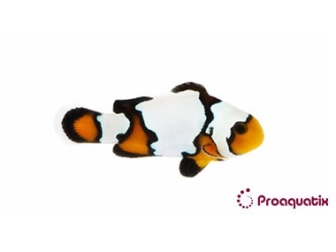 Amphiprion Black Ice Elevage USA PROAQUATIX