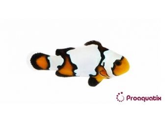 Amphiprion Black Ice Elevage USA PROAQUATIX