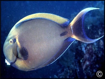 Acanthurus bariene