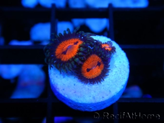 WWC Bloodsucker ZOA A5 WYSIWYG 