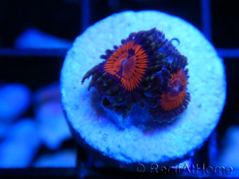 WWC Bloodsucker ZOA A5 WYSIWYG 