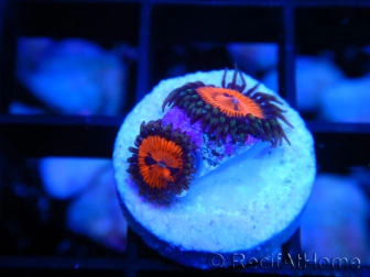 WWC Bloodsucker ZOA A5 WYSIWYG 