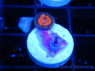 WWC Bloodsucker ZOA A5 WYSIWYG 