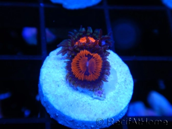 WWC Bloodsucker ZOA A5 WYSIWYG 