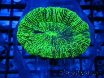 Trachyphyllia vert premium 