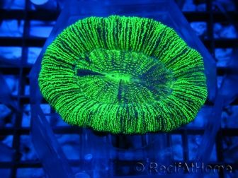 Trachyphyllia vert premium 