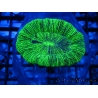 Trachyphyllia vert premium 