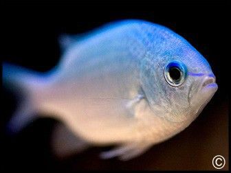 Chromis viridis