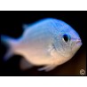 Chromis viridis