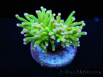 Euphyllia glabrescens toxic green pointe rose