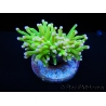 Euphyllia glabrescens toxic green pointe rose