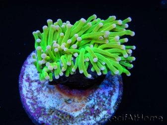 Euphyllia glabrescens toxic green pointe rose