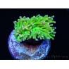 Euphyllia glabrescens toxic green pointe rose