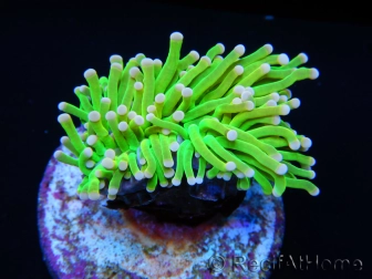 Euphyllia glabrescens toxic green pointe rose