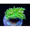 Euphyllia glabrescens toxic green pointe rose