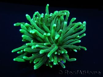 Euphyllia glabrescens toxic green pointe verte