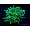 Euphyllia glabrescens toxic green pointe verte