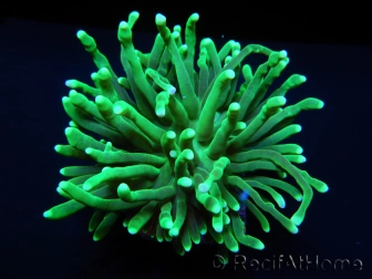 Euphyllia glabrescens toxic green pointe verte