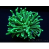 Euphyllia glabrescens toxic green pointe verte